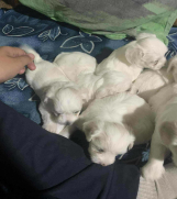 SrbijaOglasi - Stenci Maltezera za rodaju od sitnijih roditelja 